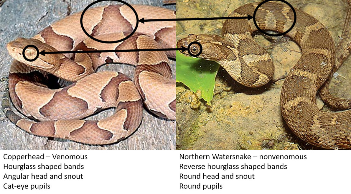 [Image: Copperhead-vs-Northern-Water-Snake.jpg]